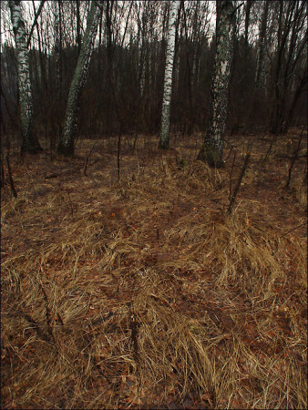 трава сука она мокрая