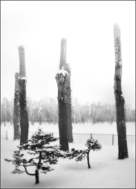 Деревья
