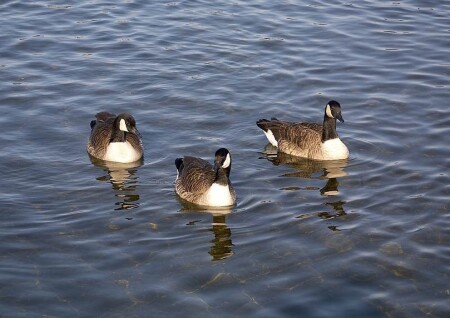 Передовой дозор