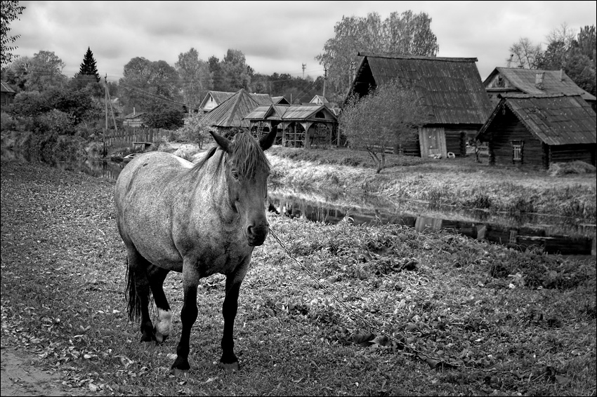 Черно-белая картинка с конем в городе Мышкин