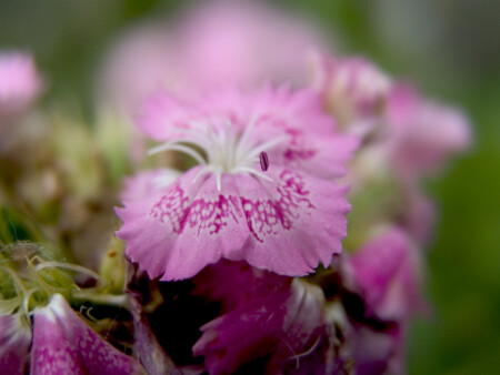 Flora incognita #12