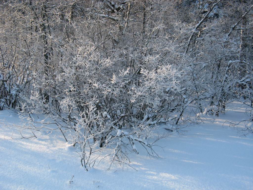 Кораллы зимнего леса