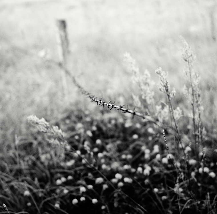 on the edge of the field