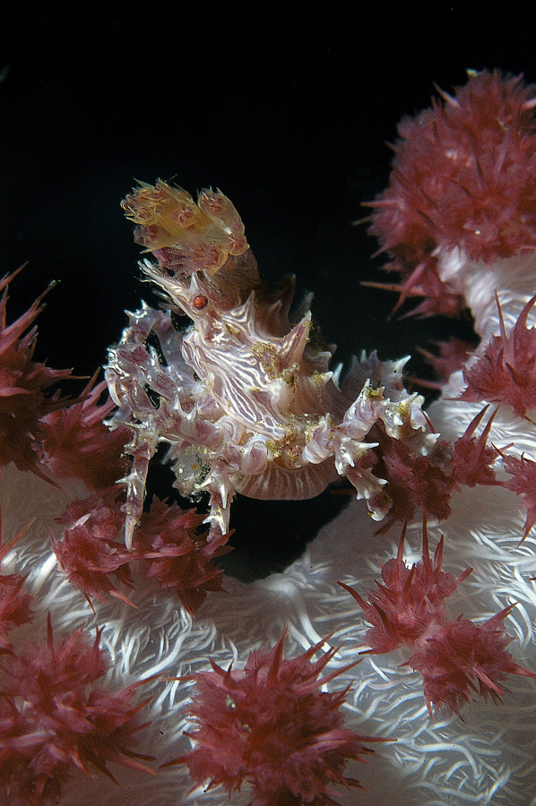 Soft Coral crab (в профиль)