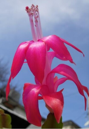 Winter flowers 2