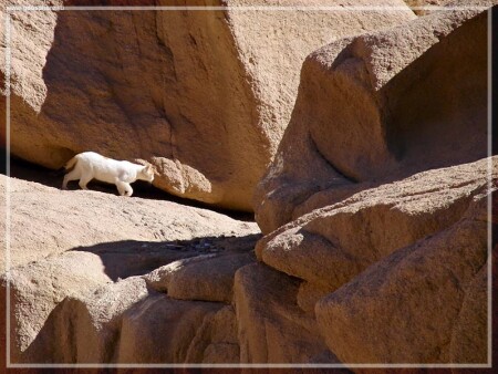 Крадущийся &quot;тигр&quot;