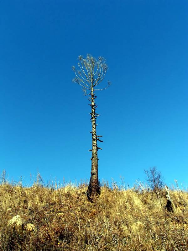 Palm