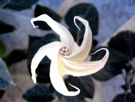 Приближаются мгновенья...5 минут до опыленья..)