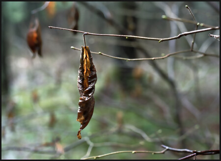 Январская Фантасмагория