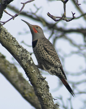 Northern Flicker(Cеверный мерцаюший)