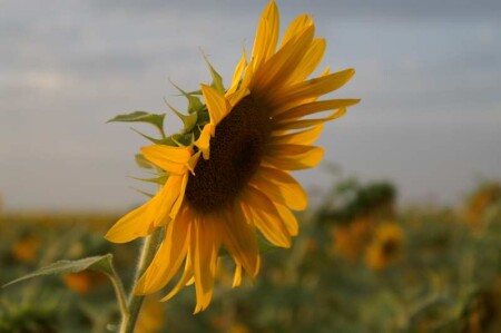  Портрет царя полей