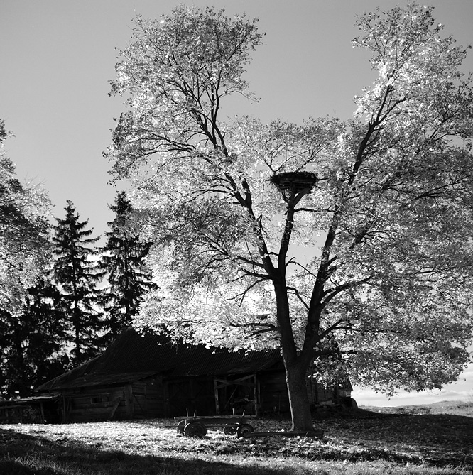 a nest in autumn mood