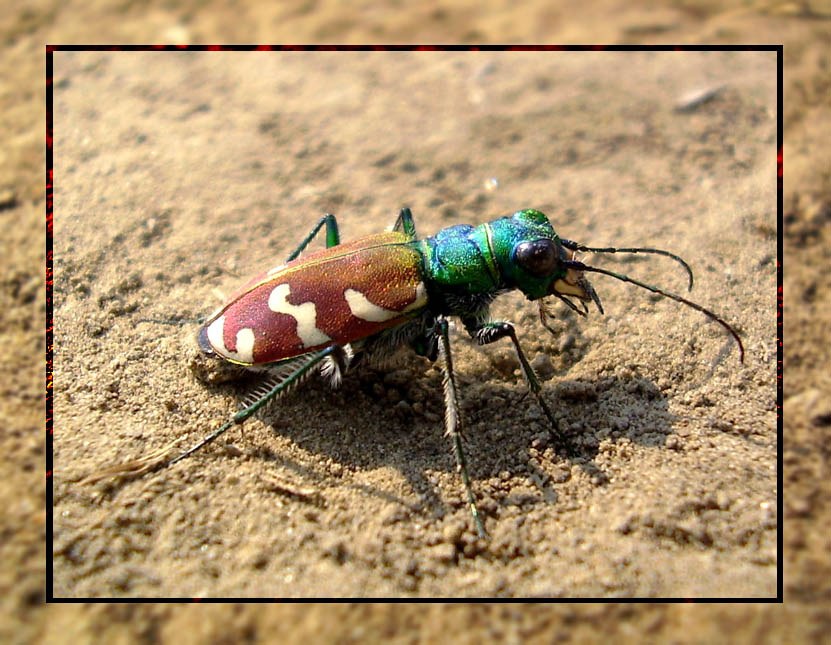 Жук-скакун Cicindella sp