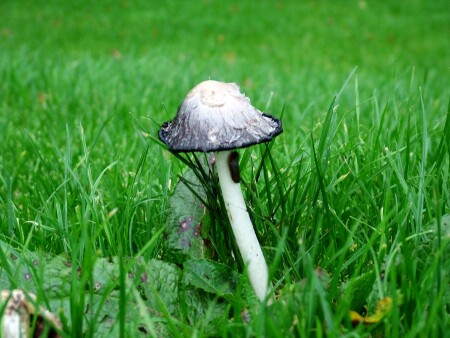 грибок и слизнячок))))