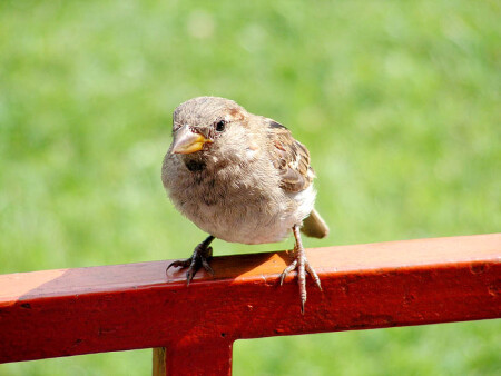 Друг &quot;Заморыша&quot;