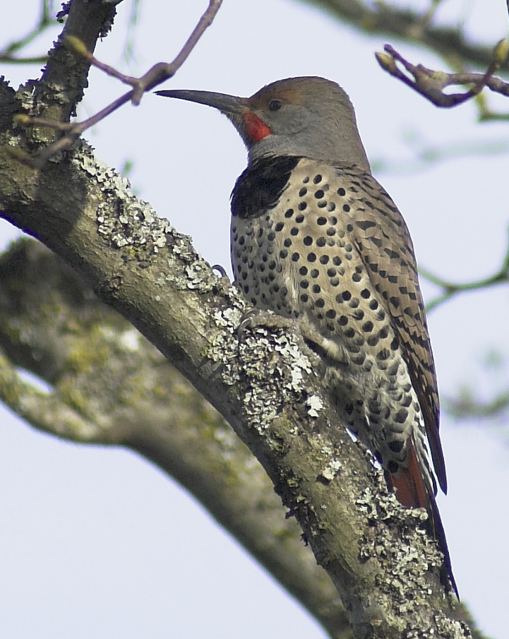Northern Flicker