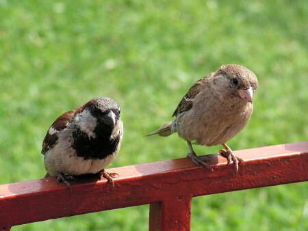 Друзья &quot;Заморыша&quot; #3