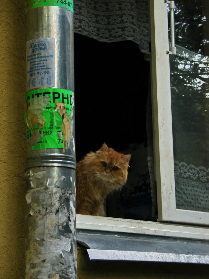 жилец