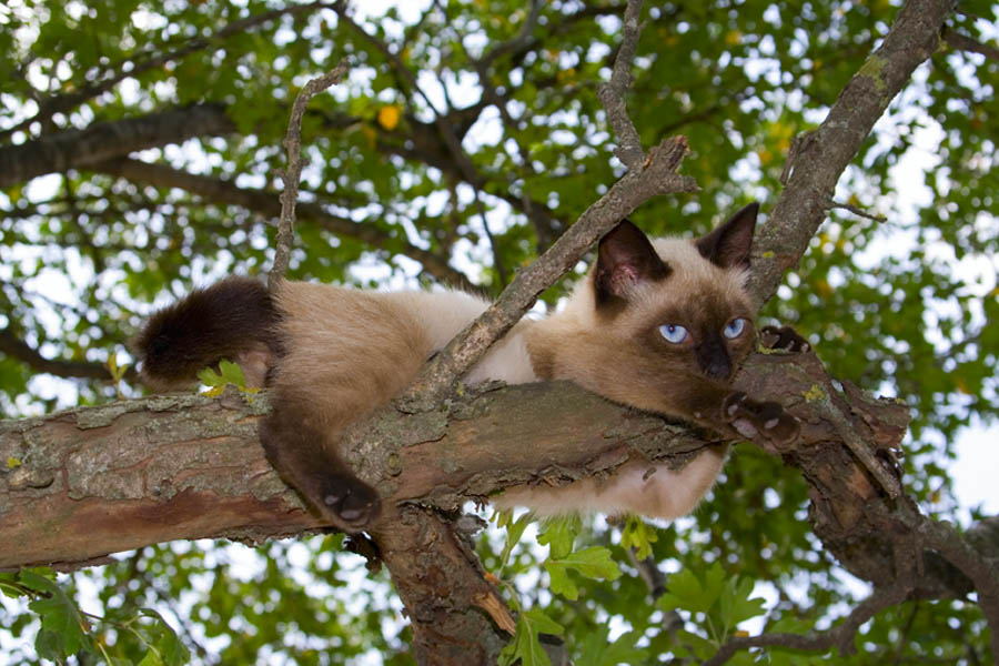 Кошка