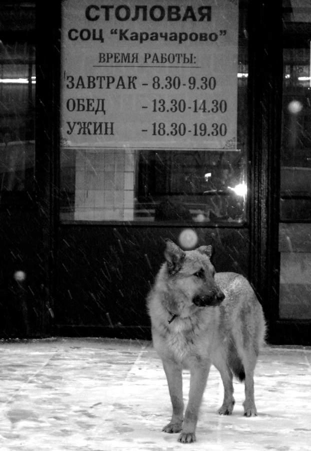 Про жизнь собачью...