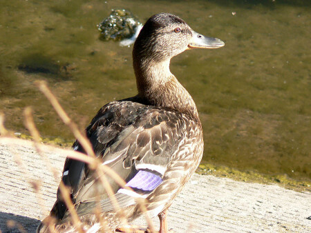 Выступает словно Пава