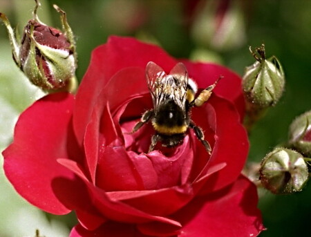 мохнатый шмэл на душистый роз