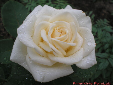 Под дождём...