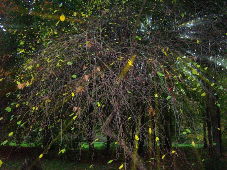 tree