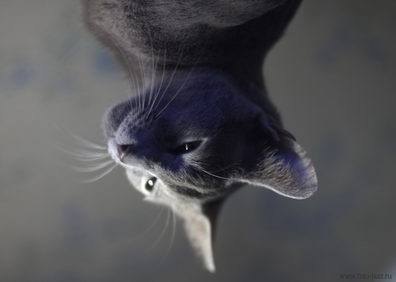 Котики бывают разные... (Фотограф Дмитрий Семашкевич)