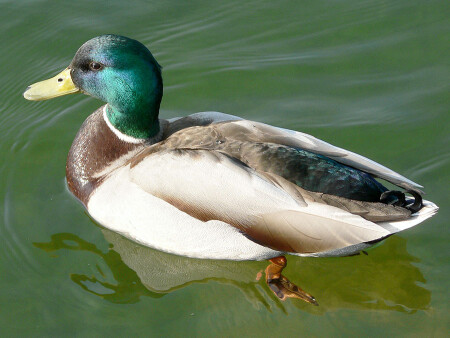 Непревзойденный пловец