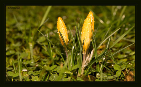 Krokus im Februar.