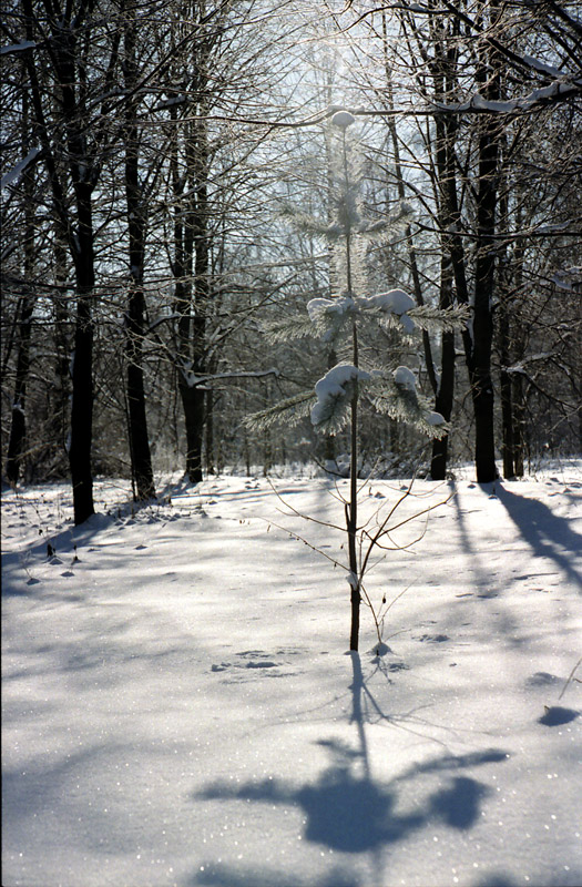 Лысая Ёлочка