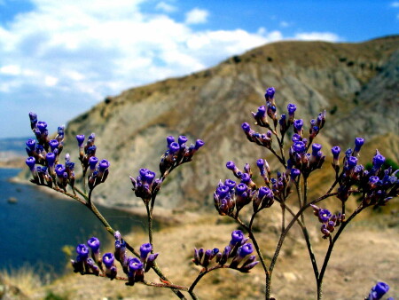 Оказался не эдельвейс...но желание сбылось)