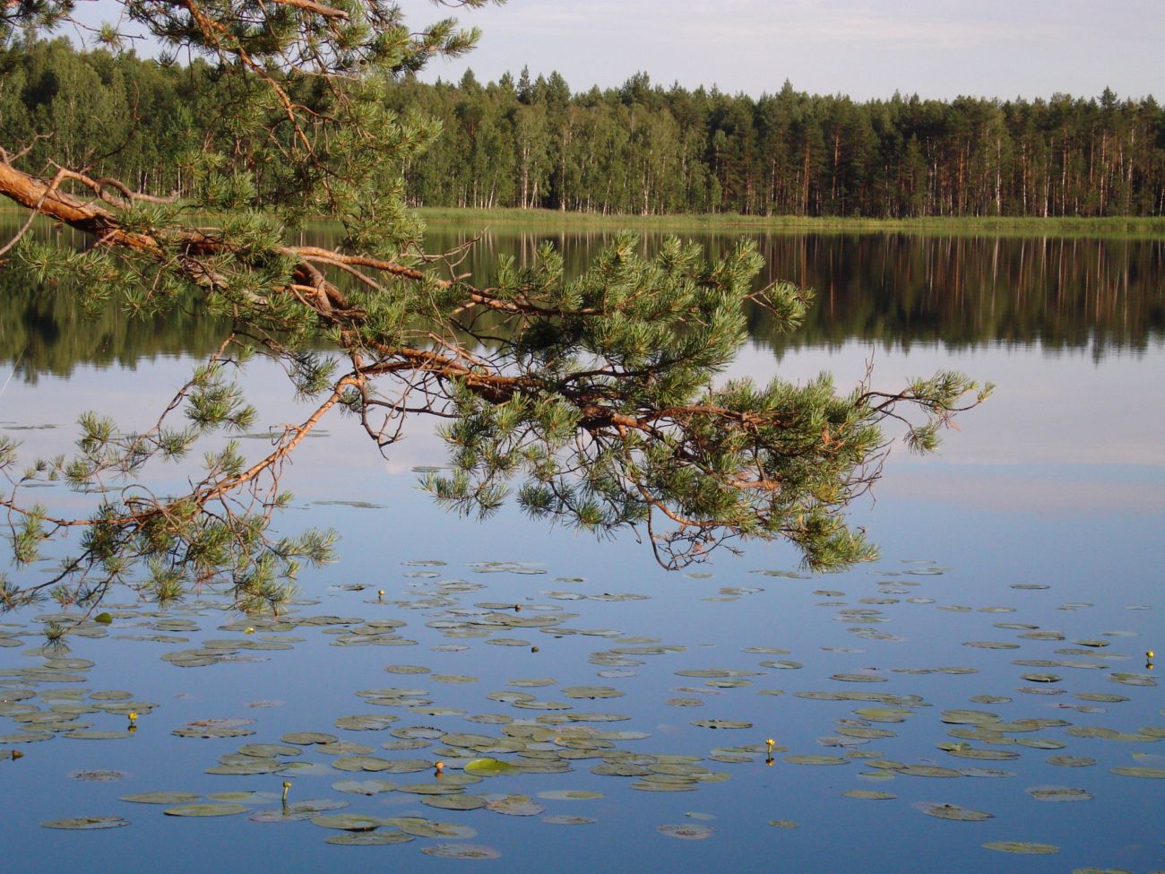Прелесть леса