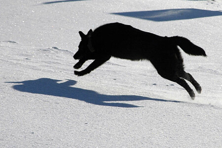 бой с тенью