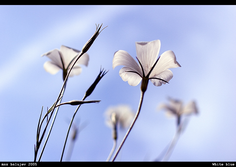 White Blue