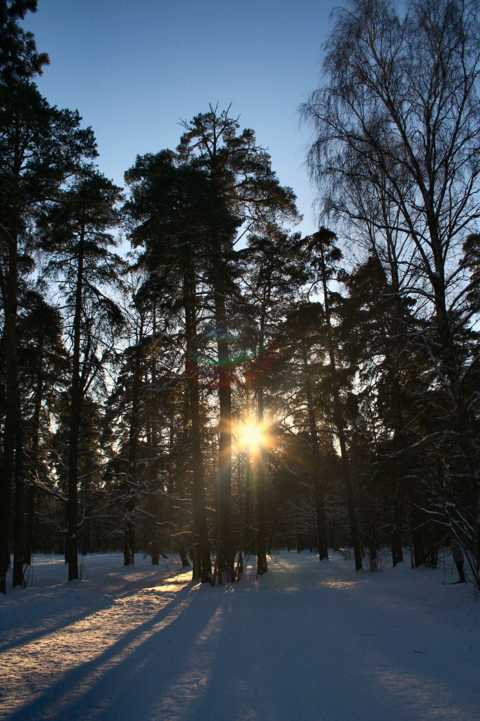 Закат в лесу.