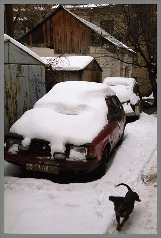 Собака и автомобили