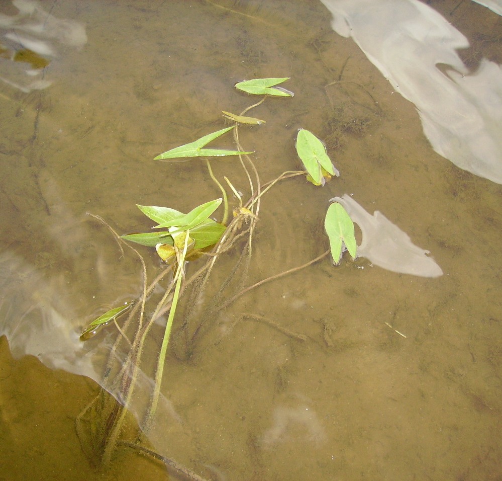 в воде