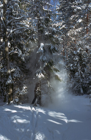 Стряхнуть ёлку