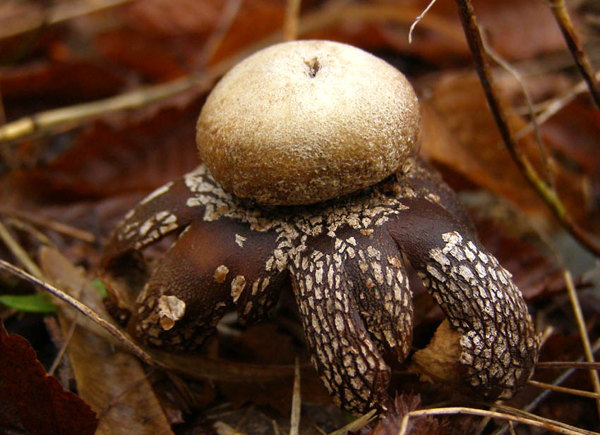 Звездовик (Geaster sp)