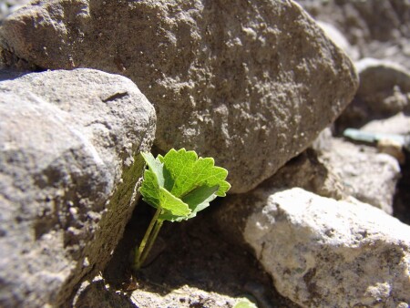 Сквозь камни...