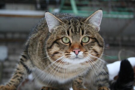 Котенок