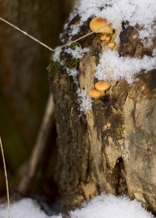 подснежники?