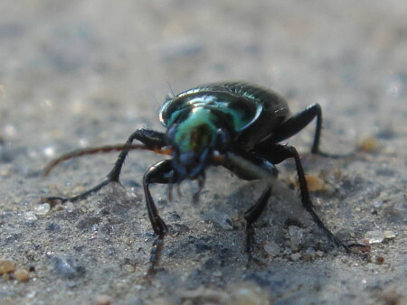 Крупный план