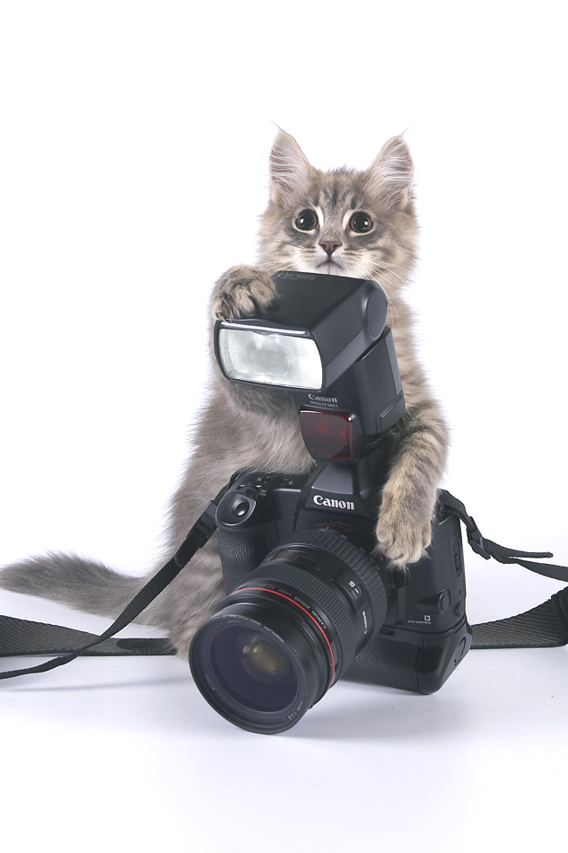 Фото-котик ч3