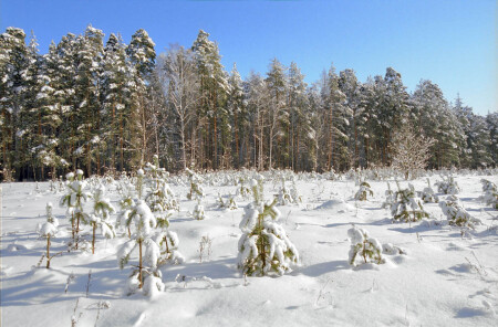 полянка