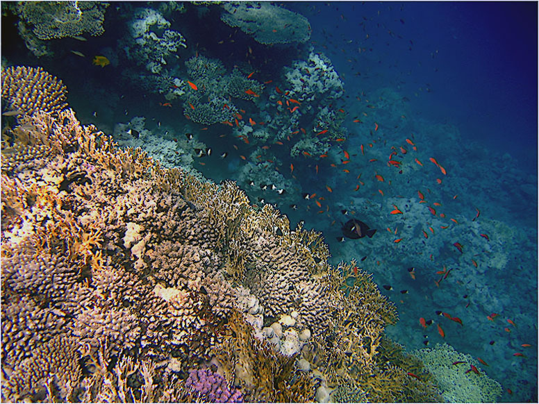 Underwater IV