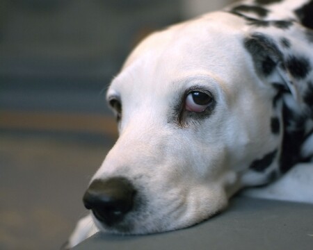 портрет друга