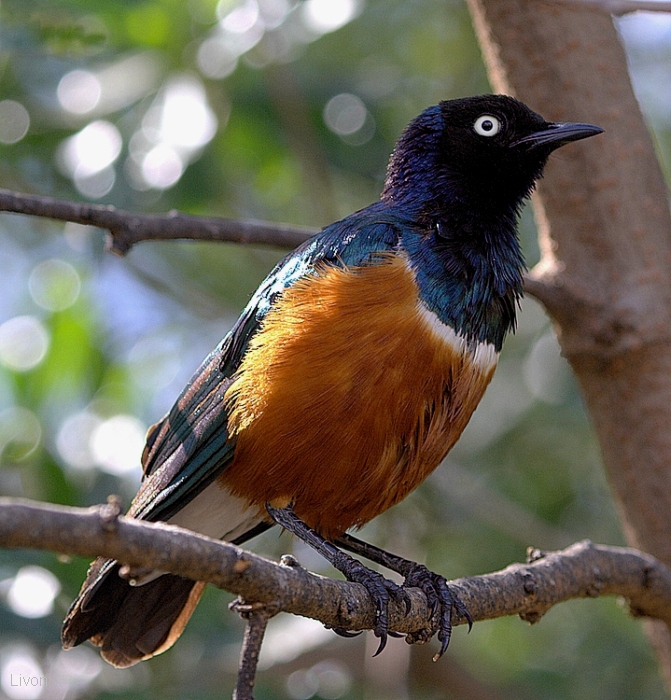 СКВОРЕЦ ВЕЛИКОЛЕПНЫЙ. SUPERB STARLING. Spreo superbus